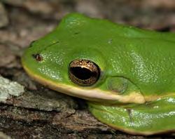 Some frogs have bands of coloration running through their eyes that are continuous with bands on the sides of their heads, which may help them