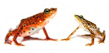 Male or Female? Male or Female? Determine whether the frog is male or female.