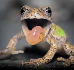 Frogs Behavior Food and Feeding Food and Feeding Frogs are generally considered to be opportunistic feeders, eating any available food of the appropriate size, but some species
