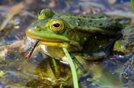 Most frogs capture their prey using their tongues, which have glands that produce a sticky secretion, flipping the tongue over the prey item while pulling it into the mouth.