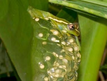 In temperate areas, frogs may breed only at times of the year that have more rainfall, while in tropical areas, frogs may breed