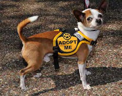 Santa Clara County, California: In recognition and support for achieving a 100% adoption guarantee for all healthy shelter dogs and cats for two years (2010 and 2011), Maddie s Fund awarded