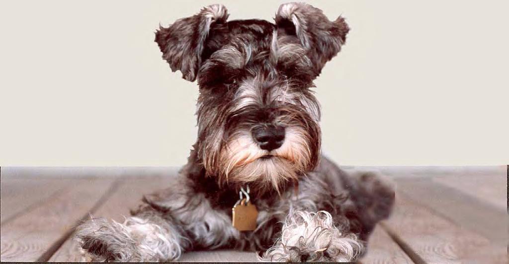 Maddie Maddie was a Miniature Schnauzer whose love changed the world for homeless dogs and cats. She was only ten days old when Dave and Cheryl Duffield fell in love with her.