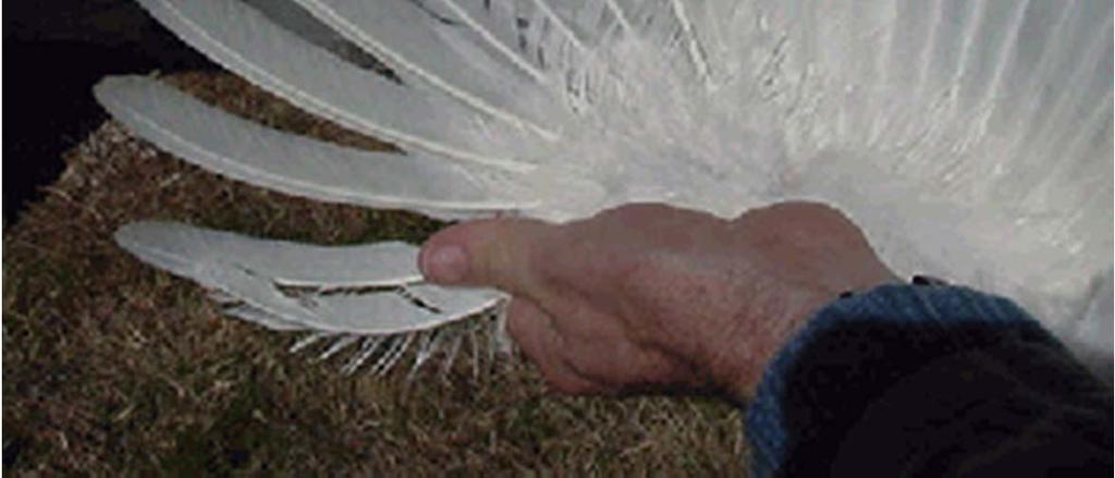 A hen has 10 primary flight feathers.