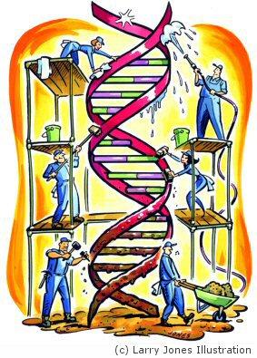 6. Twist your DNA molecule so that it looks like a double helix. 7.