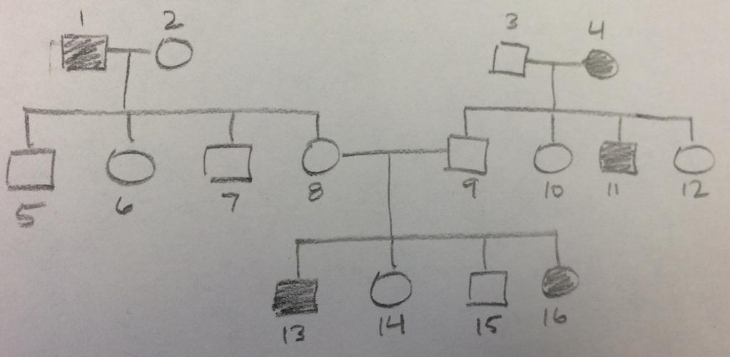 GROUP G 1. Use the below pedigree chart to answer the following questions about unibrows. A person can either have two eyebrows or one fused eyebrow called a unibrow.