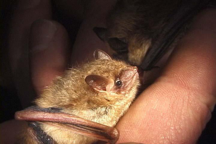 Bats and Rabies, US There have been 35 recorded human rabies deaths from