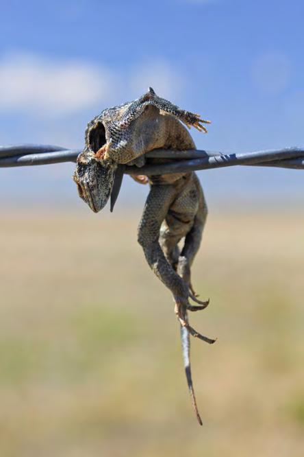 NATURAL HISTORY NOTE Common Lesser Earless Lizard (Holbrookia maculata) impaled on barbed wire Melissa Thompson, Molly Parren, and Danny Martin; danny.martin@colostate.