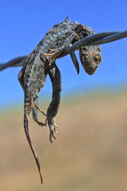 reptiles on Comanche National Grassland in southeastern Colorado, when M. Thompson saw something stuck on a barbed-wire fence.