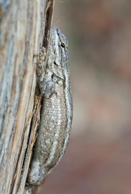 RESEARCH ARTICLE Reproduction in the Southwestern Fence Lizard, Sceloporus cowlesi (Squamata: Phrynosomatidae) from New Mexico Stephen R.