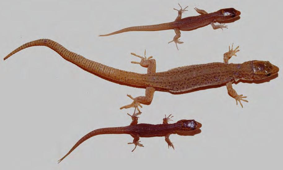 RESEARCH ARTICLE Reproduction in night lizards (Xantusia) Robert L. Bezy, Natural History Museum of Los Angeles County, Los Angeles, CA 90007, USA; robertbezy@gmail.com Stephen R.