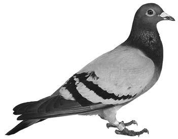 5 Pigeons are birds that eat seeds. They are hunted by predators called hawks. (a) Use this information to draw a food chain in the space below. (b) Pigeons often feed in small groups.