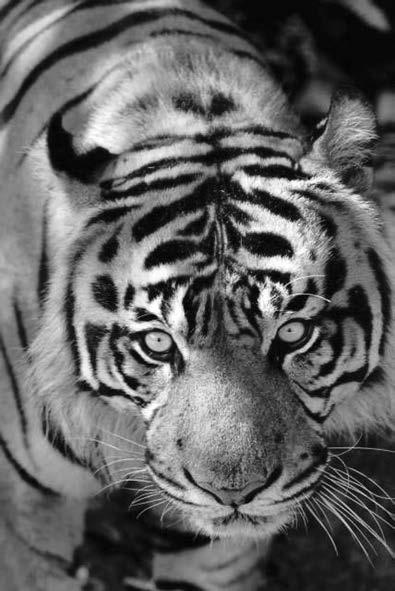 2 The photograph shows a Siberian tiger. Siberian tigers are very rare and are in danger of becoming extinct. Scientists hope to use cloning as a method to increase the number of Siberian tigers.