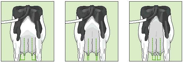 11. Fore Udder Attachment Ref. point: The strength of attachment of the fore udder to the abdominal wall. Not a true linear trait.