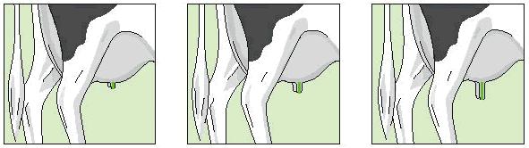 13. Teat Length Ref. point: The length of the front teat.