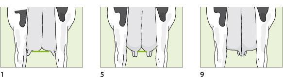 17. Rear Teat Position Ref. Point: The position of the rear teat from centre of quarter.