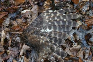 On 23 February 2012, the researchers were searching for the owls near the nest when they came across an area of Barred owl feathers with two wings that looked like they had been pulled from the bird