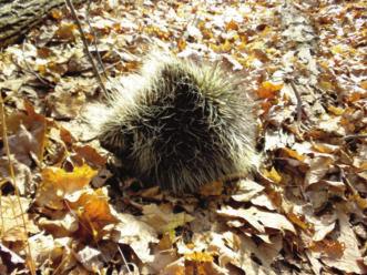 The antlers fall to the ground in winter, when porcupines can most use the calcium in their diet. Porkies are crepuscular.
