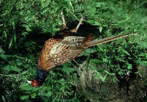 Miscellaneous Pheasant Information Habitat: The ring-necked pheasant largely inhabits grassland areas at the edge of stands of trees or hedges.