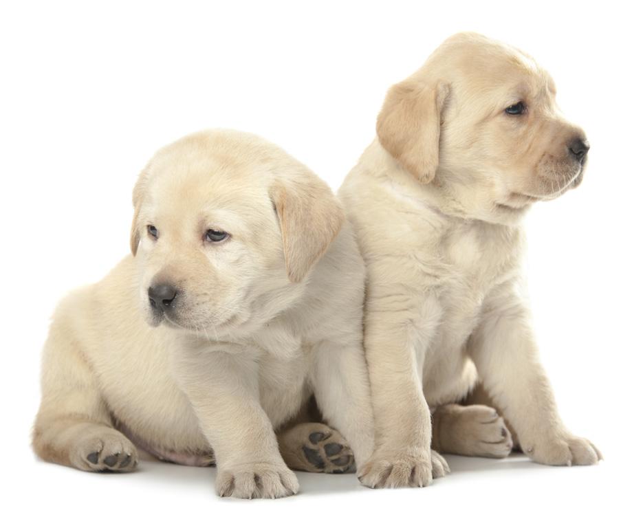 Puppy Breeding Guide Dogs NSW/ACT selects its breeding dogs for their sound helth nd temperment, to ensure puppies hve the best chnce of being suited to future life s Guide Dog.