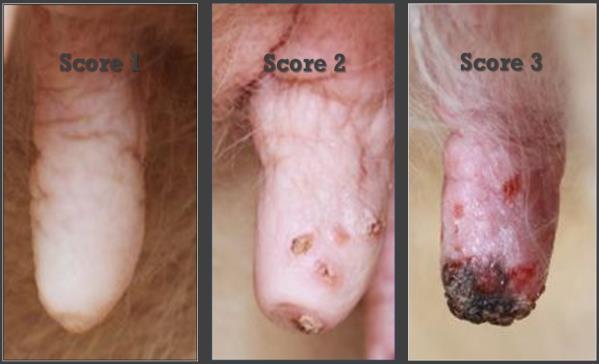 outward appearance of the health of the teat to determine any fly damage. A score of 1 indicated that the teat skin was in a healthy condition with no signs of fly damage, e.g., no abrasions or scabbing.