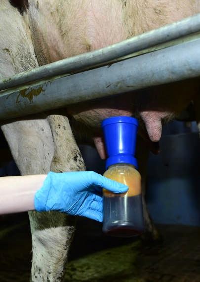 affected cows Routine maintenance of milking machine Routine whole herd