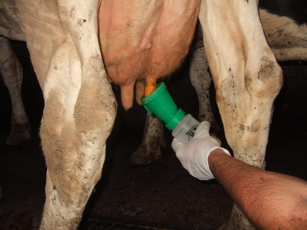 MUST...apply licensed post-milking teat disinfectant