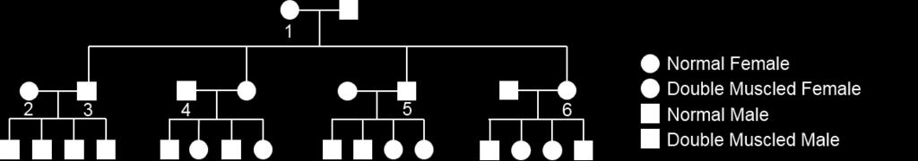 A Belgian Blue breeder kept track of her herd using the pedigree chart below. a. Based on the pedigree, is this likely a sex-linked trait? b. Give the genotypes for each of the following individuals: 1.
