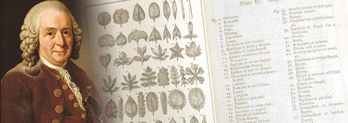 Linnaeus proposes a method to classify all the living creatures into categories basing on observable characteristics.