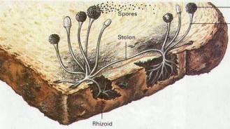 formed by filaments (hyphae) more