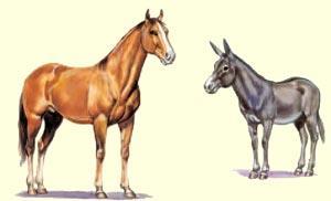 Considering a horse and a donkey: these two animals are similar in their shape, structure and function but if they mate their offspring is a mule (from a female