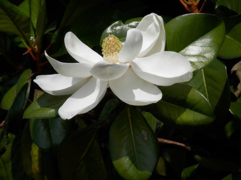 However, the magnolia tree, has only one scientific