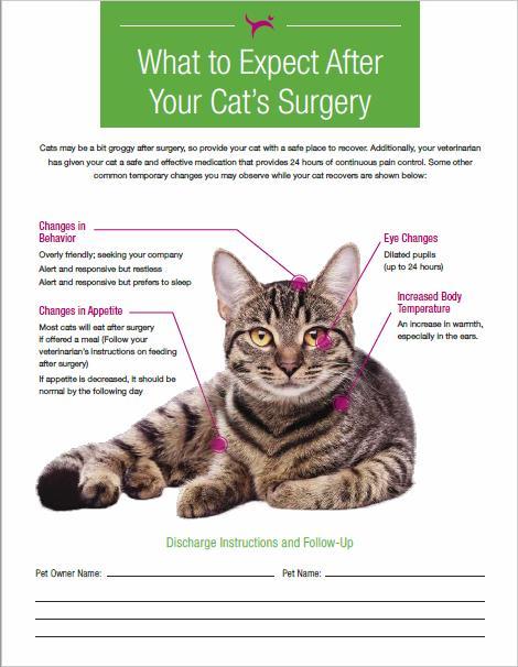 Understanding and Setting Expectations Veterinary Healthcare Team 1 Pet Owner 2 Most cats tolerated injection with a few mild to moderate reactions Expect dilated pupils & euphoric behavior Euphoria