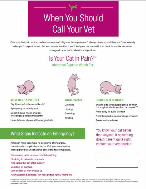 patient, procedure, assessment Dilated pupils and playful, friendly, loopy cat Normal to possibly increased appetite The cat should be comfortable and not experiencing pain Call if they have concerns