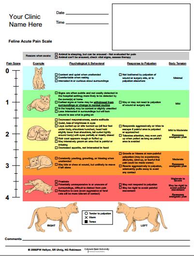 Refinement and initial validation of a multidimensional composite scale for use in assessing acute postoperative pain in cats. Am J Vet Res 2011;72:174 183. 2) Calvo G, Holden E, Reid J, et al.