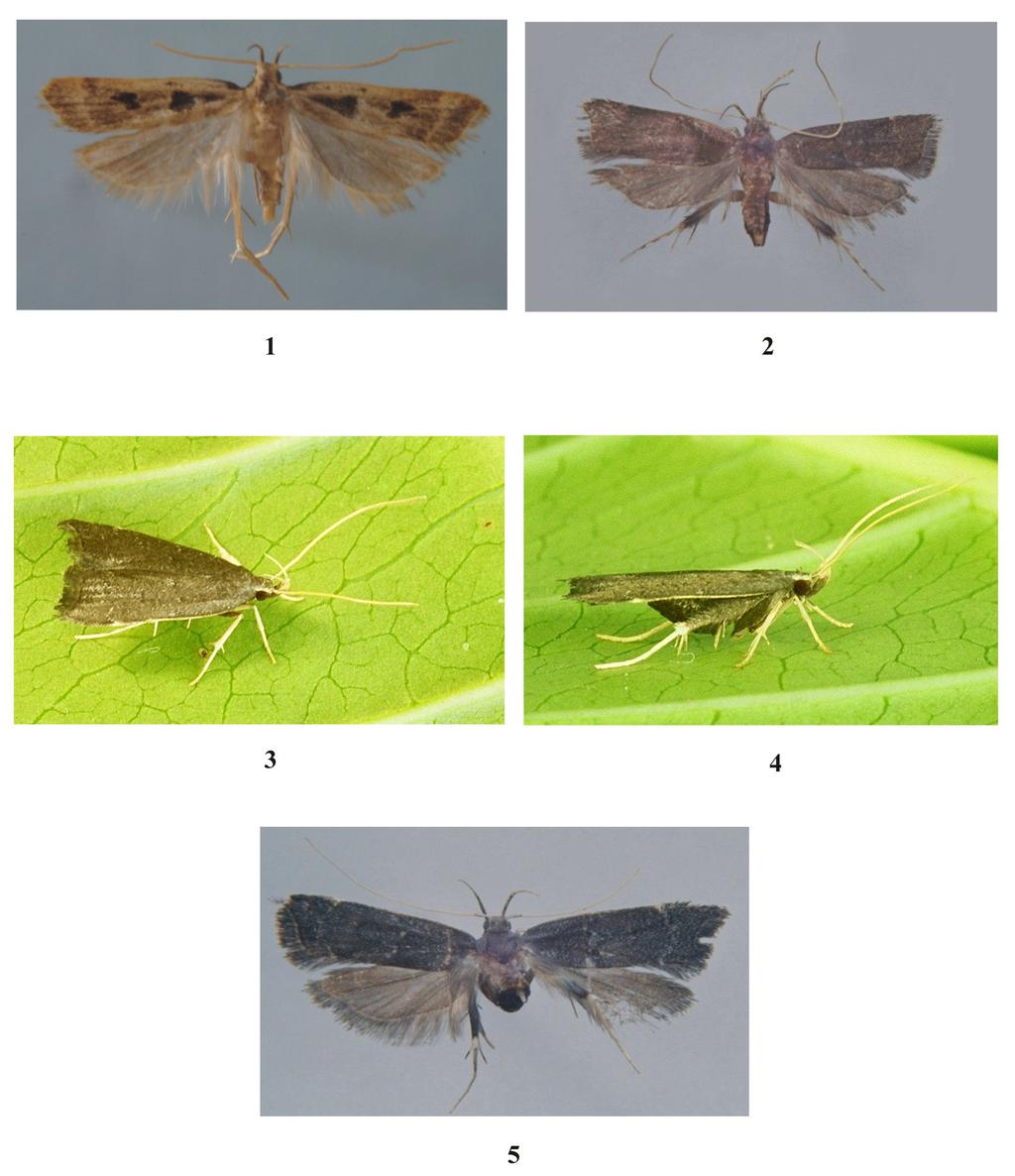 WADHAWAN D., WALIA V.K.: Three new species of genus Torodora 215 Figs 1-5. 1 - Torodora quadrangulata sp. nov.