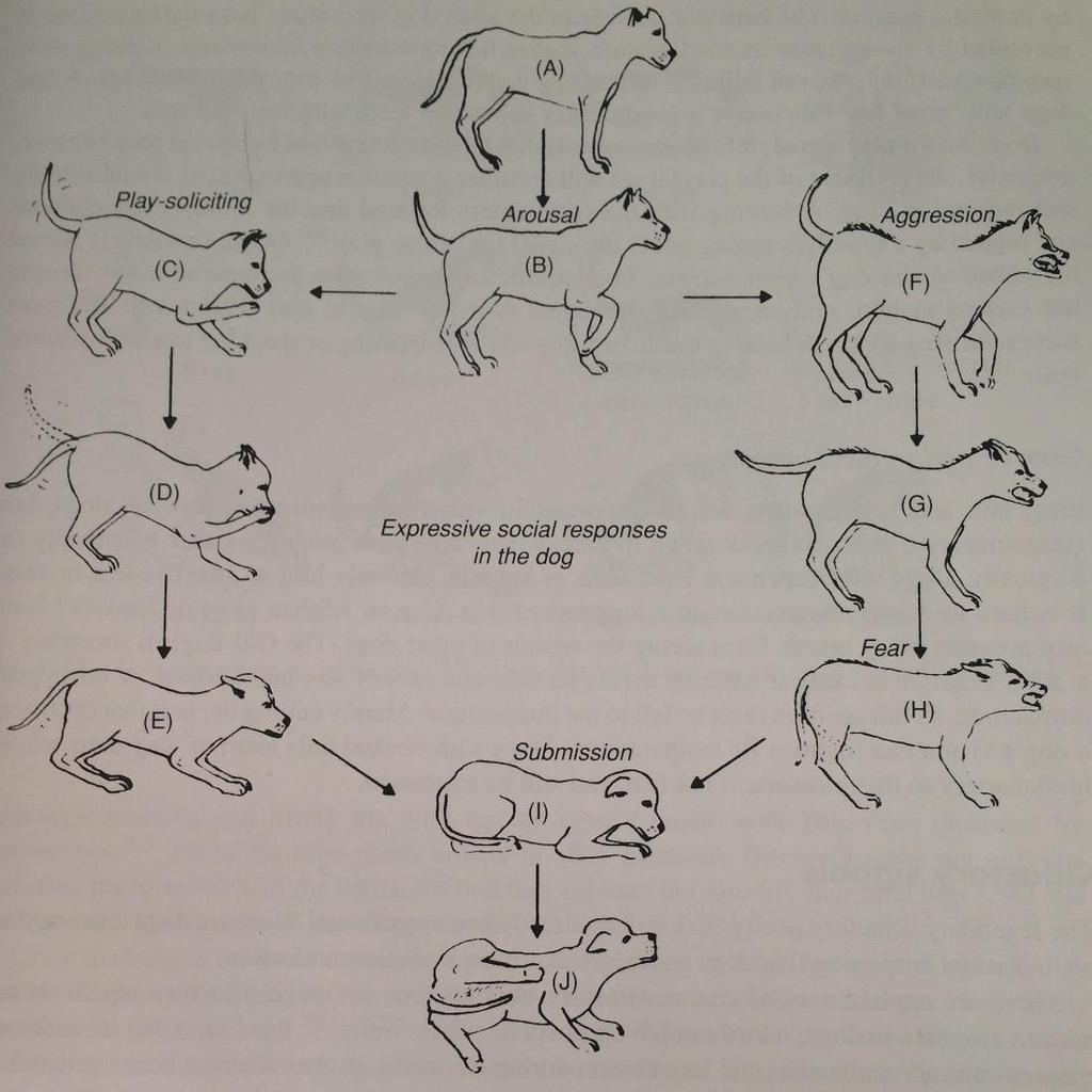 Body Postures of the Dog