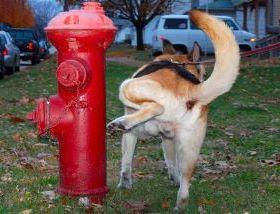 Dog Olfaction Male dogs scent mark vertical objects by urinating on them.