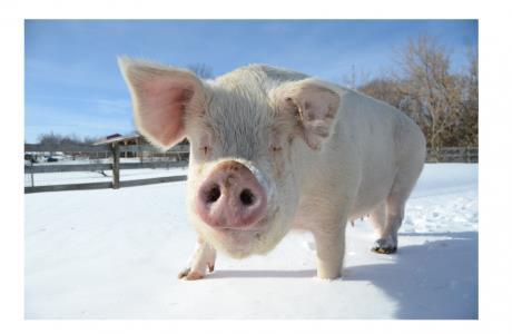 Pig Auditory Signals Most important means of communication in pigs.
