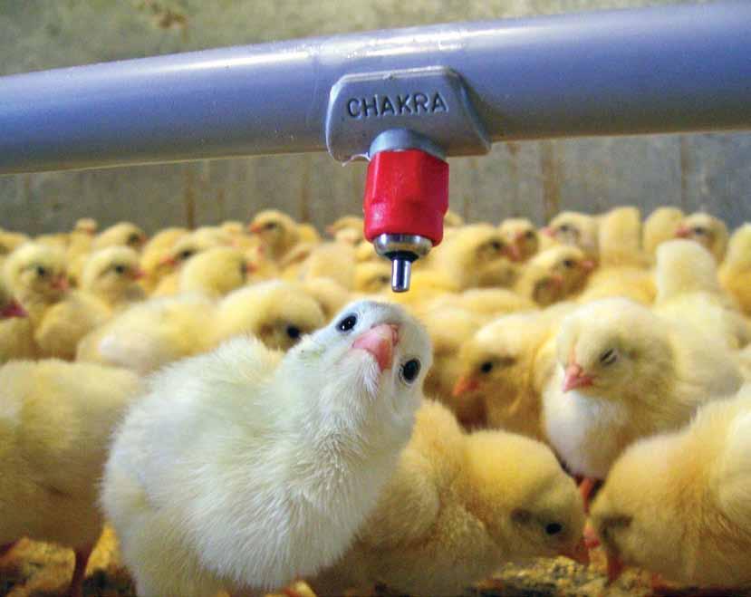 Nipple Drinking System CHAKRA watering System Clean and fresh water consumption is the most essential components for birds to produce heavier, quality eggs and to reach optimum weight in the
