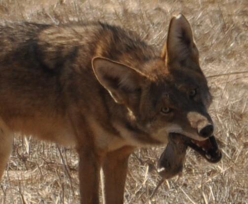 Diet Although coyotes are classified as carnivores, they feed