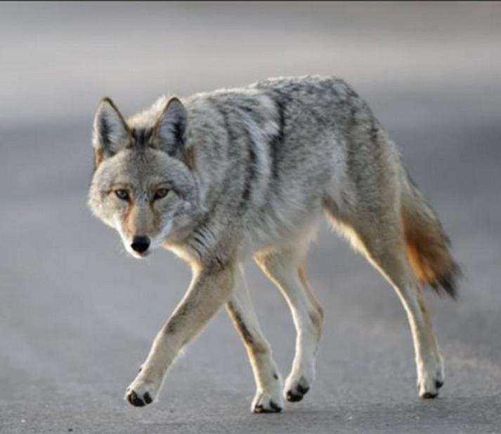 Coy Wolf Scientific classification: formerly Canis latrans var. and Canis latrans x C. lycaon.