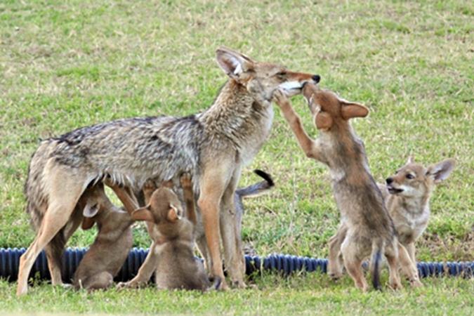 Family Life Packs are made up of family members Only alpha male and female breed Territorial - packs keep transient coyotes away