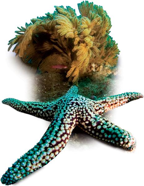 Echinoderm ata starf ish, sea urchins, sea cucum bers (7,000 species). The common name of this group of marine animals is echinoderms.