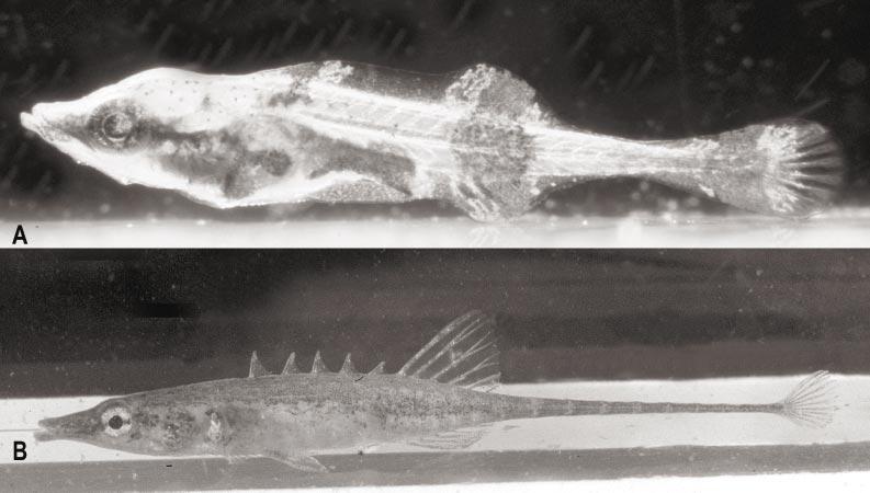 2002 BRITZ AND JOHNSON: SKELETAL ONTOGENY OF INDOSTOMUS 3 Fig. 1. Indostomus paradoxus. A. Larva, ca. 4.5 mm, with typical larval pigment pattern. B. Adult, ca. 28 mm.