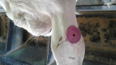 tagging options for Australian Dairy
