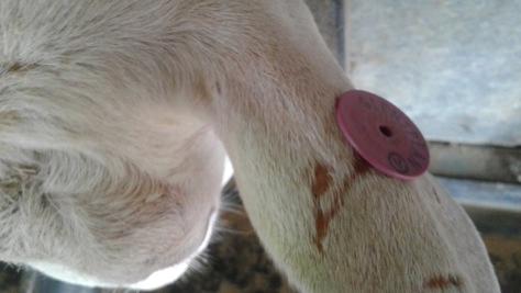 Figure 19. RFID tag in 4-year-old milking doe (back) 5.
