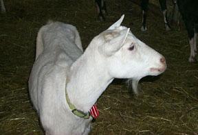 of dairy goats. 2. Dairy Goat Breeds in Australia There are at least six key dairy goat breeds and three other dairy breeds recognised in Australia.