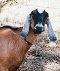Figure 2. Anglo Nubian (source: http://www.gica.com.au/history-of-goats/dairy-goats) 2.