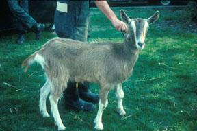4 Toggenburg The Toggenburg goat originated Switzerland, where the purity of the breed was strictly regulated.